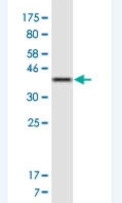 Western Blot: OIP106 Antibody (1C5) [H00022906-M01A-200ul] - Detection against Immunogen (36.85 KDa) .