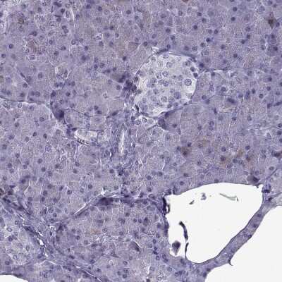 Immunohistochemistry-Paraffin: OIP5 Antibody [NBP2-13688] - Staining of human pancreas shows no positivity in exocrine glandular cells as expected.