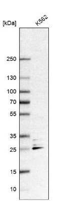 Western Blot OIP5 Antibody - BSA Free