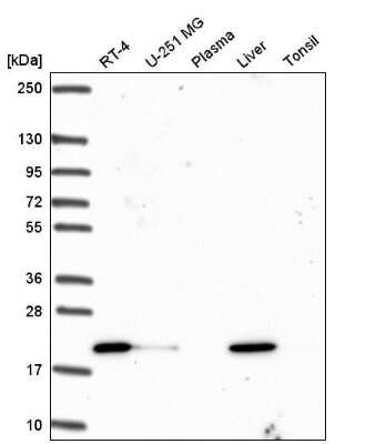 Western Blot OIP5 Antibody - BSA Free
