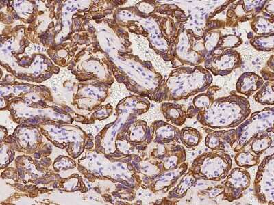 Immunohistochemistry-Paraffin: OLAH Antibody [NBP2-98493] - Immunochemical staining of human OLAH in human placenta with rabbit polyclonal antibody at 1:100 dilution, formalin-fixed paraffin embedded sections.