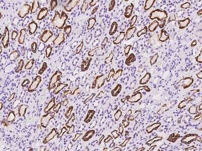 Immunohistochemistry-Paraffin: OLAH Antibody [NBP2-98493] - Immunochemical staining of human OLAH in human kidney with rabbit polyclonal antibody at 1:100 dilution, formalin-fixed paraffin embedded sections.