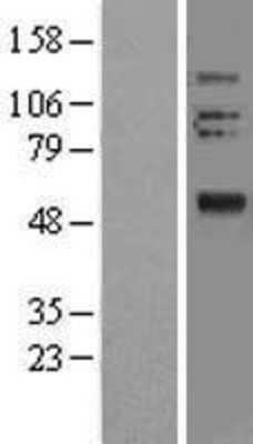 Western Blot: OLFM2 Overexpression Lysate (Adult Normal) [NBL1-13926] Left-Empty vector transfected control cell lysate (HEK293 cell lysate); Right -Over-expression Lysate for OLFM2.