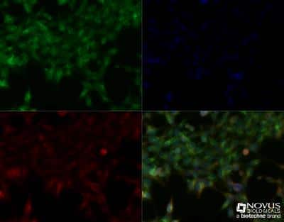 Immunocytochemistry/Immunofluorescence: OLFM4 Antibody [NBP2-24535] - Hek293 cells were fixed for 10 minutes using 10% formalin and then permeabilized for 5 minutes using 1X TBS + 0.5% Triton-X100. The cells were incubated with anti-OLFM4 (NBP2-24535) at a 1:200 dilution overnight at 4C and detected with an anti-rabbit Dylight 488 (Green) at a 1:500 dilution. Alpha tubulin was used as a co-stain at a 1:1000 dilution and detected with an anti-mouse Dylight 550 (Red) at a 1:500 dilution. Nuclei were counterstained with DAPI (Blue). Cells were imaged using a 40X objective. 