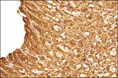 Immunohistochemistry-Paraffin: OLFM4 Antibody [NBP2-24535] - Tissue section of mouse stomach using OLFM4 antibody at 2.5ug/ml concentration with HRP-DAB detection and hematoxylin counterstaining. The antibody generated very specific staining for OLFM4 in almost all cell types. The signal was localized specifically to the inter-cellular spaces, the nuclei and the cytoplasm. The simple columnar epithelial cells showed stronger and a distinct inter-cellular signal compared to the cells of the gastric glands.