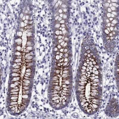 Immunohistochemistry-Paraffin: OLFM4 Antibody [NBP2-62720] - Staining of human small intestine shows high expression.