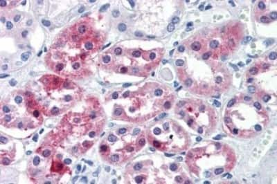 Immunohistochemistry-Paraffin: OLFM4 Antibody [NBP3-14432] - Immunohistochemistry of formalin-fixed, paraffin-embedded human kidney after heat-induced antigen retrieval.