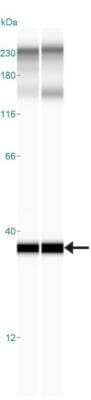 Simple Western: OLFM4 Antibody [NBP2-24535] - Simple Western lane view shows a specific band for OLMF4 in 0.2 mg/ml of Human Liver (left) and Mouse Liver (right) lysate.  This experiment was performed under reducing conditions using the 12-230 kDa separation system. *Non-specific interaction with the 230 kDa standard may be seen with this antibody. 