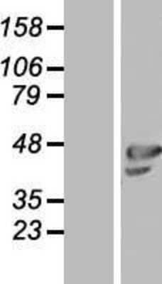 Western Blot: OLFML1 Overexpression Lysate (Adult Normal) [NBL1-13929] Left-Empty vector transfected control cell lysate (HEK293 cell lysate); Right -Over-expression Lysate for OLFML1.