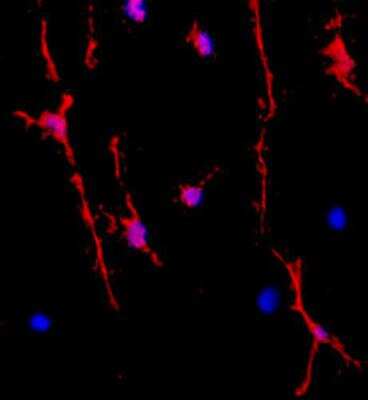 Immunocytochemistry/Immunofluorescence: OLIG1 Antibody [NBP2-21066] - White matter of adult rat spinal cord using anti-rabbit Cy3-conjugated secondary antibodies (red) and DAPI (blue) as a nuclear counterstain.