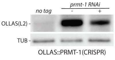 Western Blot: OLLAS Epitope Tag Antibody (L2) - Azide and BSA Free [NBP2-80893] - C. elegans whole nematode. OLLAS::PRMT-1 Western Blot using NBP1-06713SS (1:1000). Western blot image submitted by a verified customer review. Image from the standard format of this antibody.