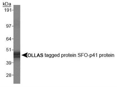 Western Blot: OLLAS Epitope Tag Antibody (L2) - Azide and BSA Free [NBP2-80893] - OLLAS tagged SFO-p41 protein. Image from the standard format of this antibody.