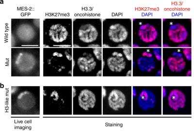 Immunocytochemistry/Immunofluorescence: OLLAS Epitope Tag Antibody (L2) [Biotin] [NBP1-06713B] - Oncohistone incorporation patterns induce changes in nuclear PRC2 distribution and sterility phenotypes. Live cell imaging of GFP-tagged MES-2/EZH2 (the catalytic subunit of C. elegans PRC2), and immunofluorescence of H3K27me3 and H3.3/oncohistone (tagged with OLLAS Epitope Tag) in pachytene nuclei of H3-like K27M oncohistone (H3-like mut) worms. Scale bars represent 5 um. Chromosome X was identified by depletion of H3.3 and H3K4me3 staining shown in Supplementary Fig. 3, and is marked with an asterisk. Image collected and cropped by CiteAb from the following publication (//www.nature.com/articles/s41467-019-10404-9) licensed under a CC-BY license