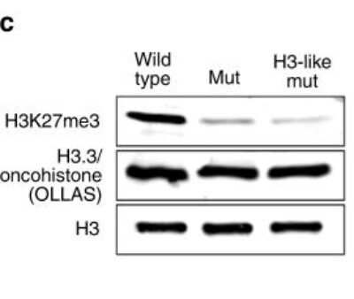 Western Blot: OLLAS Epitope Tag Antibody (L2) [Biotin] [NBP1-06713B] - Oncohistone incorporation patterns induce changes in nuclear PRC2 distribution and sterility phenotypes. Western blot of H3K27me3 and H3.3/oncohistone levels in wild-type, mut, and H3-like mut worms. All versions of H3.3 are tagged with OLLAS Epitope Tag to distinguish them unambiguously form H3. H3 levels are shown as loading control. Image collected and cropped by CiteAb from the following publication (https://www.nature.com/articles/s41467-019-10404-9) licensed under a CC-BY license.