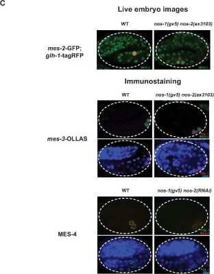 Immunohistochemistry-Paraffin: OLLAS Epitope Tag Antibody (L2) [NBP1-06713] - MES proteins are expressed in nos-1nos-2 embryonic PGCs.Transcriptome comparison between PGCs isolated from wild-type and mes-2(RNAi) L1 larvae. Top: Photomicrograph of live embryo expressing GFP tagged MES-2 in wild- type and nos-1(gv5)nos-2(ax3103) embryos. Middle: Photomicrograph of fixed wild-type and nos-1(gv5)nos-2(ax3103) embryos expressing OLLAS tagged MES-3. Bottom: Photomicrograph of fixed wild-type and nos-1(gv5)nos-2(RNAi) embryos stained with alpha-MES-4 antibody and K76 alpha-PGL-1 antibody. Images of 2-fold+ stage embryos were taken. Image collected and cropped by CiteAb from the following publication (//elifesciences.org/articles/30201), licensed under a CC-BY license.