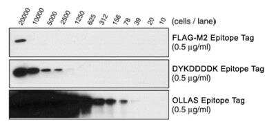 Western Blot: OLLAS Epitope Tag Antibody (L2) [NBP1-06713] - Comparison of binding sensitivity of Novus Biologicals' monoclonal antibodies to OLLAS (NBP1-06713), DYKDDDDK (NBP1-06712) and the FLAG-M2 monoclonal antibody from Sigma-Aldrich. FLAG (TM) and ANTI-FLAG (TM)  are registered trademarks of Sigma-Aldrich Biotechnology LP and Sigma-Aldrich Co.