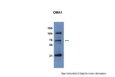 Western Blot: OMA1 Antibody [NBP1-56970] - Sample Type: HepG2 cells Primary Dilution: 1:1000 Secondary Antibody: anti-Rabbit TBST with 5% BSA Secondary Dilution: 1:5000 Image Submitted by: Hana Sabic University of Utah.