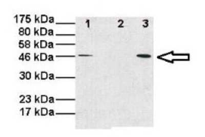 Western Blot: OMA1 Antibody [NBP1-56970] - Lanes: Lane 1 : 10ug human fibroblast mitochondria. Lane 2: 15ug fish embryo lysate ; 6h post fertilization. Lane 3: 30ug fish embryo lysate , 6 days Primary, Antibody Dilution: 1 : 1000 Secondary Antibody: Anti-Rabbit HRP Secondary, Antibody Dilution: 1 : 5000 Gene name: OMA1.