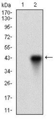 Western Blot ONECUT3 Antibody (10B2F5) - BSA Free