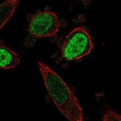 Immunocytochemistry/Immunofluorescence: ONECUT3 Antibody [NBP2-56269] - Staining of human cell line PC-3 shows localization to nucleoplasm.