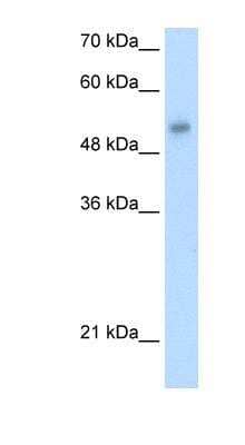 Western Blot: ONECUT3 Antibody [NBP1-91528] - HepG2 cell lysate, concentration 1.25ug/ml.