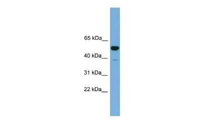 Western Blot: ONECUT3 Antibody [NBP3-10439] - Western blot analysis of ONECUT3 in Mouse Liver as a positive control. Antibody dilution at 0.2-1 ug/ml