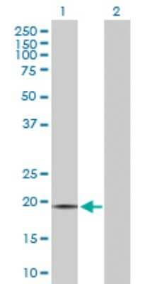 Western Blot OPA3 Antibody