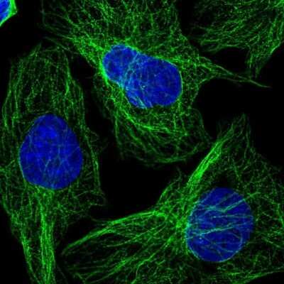 Immunocytochemistry/Immunofluorescence: OPAL1 Antibody [NBP2-34045] - Immunofluorescent staining of human cell line U-2 OS shows localization to microtubules.