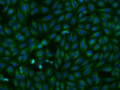Immunocytochemistry/ Immunofluorescence OPAL1 Antibody - BSA Free