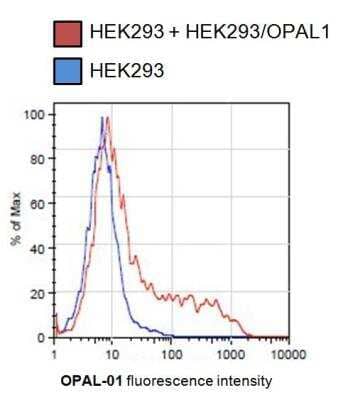 Flow Cytometry: OPAL1 Antibody (OPAL1-01) [NBP2-62210] - Analysis of OPAL-transfected HEK293 cells using mouse monoclonal antibody OPAL1-01. 