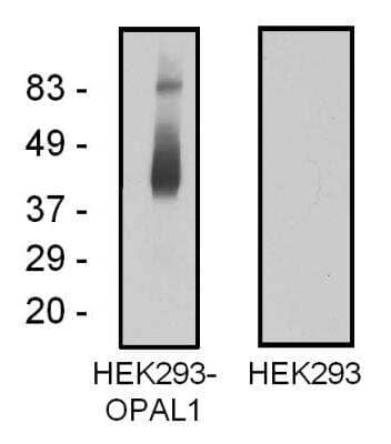 Western Blot OPAL1 Antibody (OPAL1-01) - BSA Free
