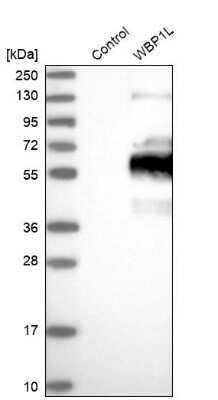 Western Blot OPAL1 Antibody - BSA Free