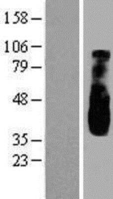Western Blot OPAL1 Overexpression Lysate