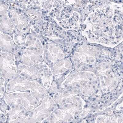 Immunohistochemistry-Paraffin OPALIN Antibody (CL11144)