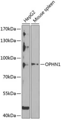 Western Blot: OPHN1 Antibody [NBP2-94492] - Analysis of extracts of various cell lines, using OPHN1 at 1:1000 dilution.Secondary antibody: HRP Goat Anti-Rabbit IgG (H+L) at 1:10000 dilution.Lysates/proteins: 25ug per lane.Blocking buffer: 3% nonfat dry milk in TBST.Detection: ECL Basic Kit .Exposure time: 30s.