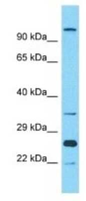 Western Blot OR10A2 Antibody - BSA Free