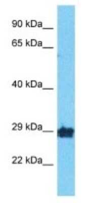 Western Blot OR10A2 Antibody - BSA Free