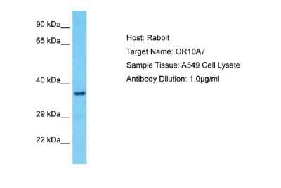 Western Blot: OR10A7 Antibody [NBP2-83308] - Host: Rabbit. Target Name: OR10A7. Sample Type: A549 Whole Cell lysates. Antibody Dilution: 1.0ug/ml