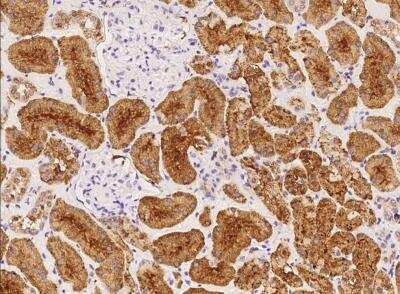 Immunohistochemistry-Paraffin: OR10C1 Antibody [NBP3-06509] - Staining of human OR10C1 in human kidney with rabbit polyclonal antibody at 1:100 dilution.