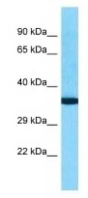 Western Blot OR10K2 Antibody - BSA Free