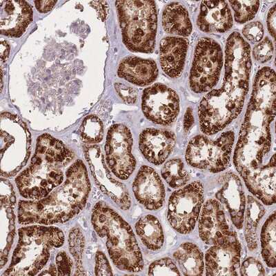 Immunohistochemistry-Paraffin: OR10Q1 Antibody [NBP2-13692] Staining of human kidney shows strong cytoplasmic positivity in renal tubules.
