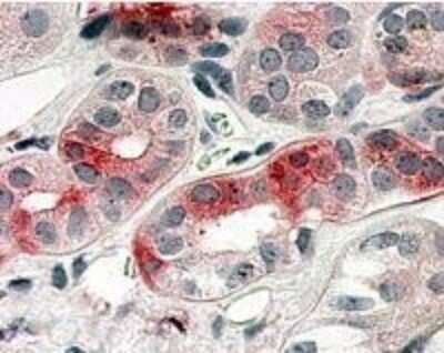 Immunohistochemistry-Paraffin: OR10R2 Antibody [NLS4541] - Analysis of anti-OR10R2 antibody with kidney, renal tubules at dilution 21 ug/ml.