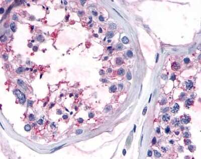 Immunohistochemistry-Paraffin: OR10R2 Antibody [NLS4541] - Analysis of anti-OR10R2 antibody with human testis, seminiferous epithelium.