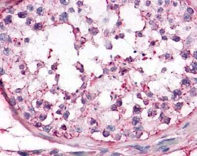 Immunohistochemistry-Paraffin: OR10R2 Antibody [NLS4554] - Analysis of anti-OR10R2 antibody with testis, seminiferous epithelium.