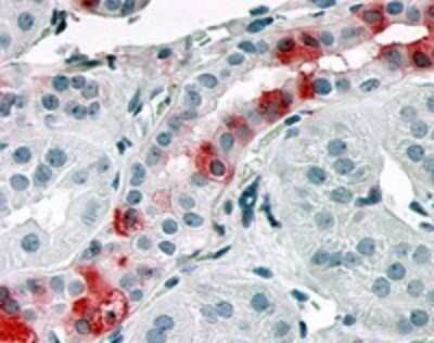 Immunohistochemistry-Paraffin: OR10R2 Antibody [NLS4554] - Analysis of anti-OR10R2 antibody with kidney, renal tubule at 68 ug/ml.