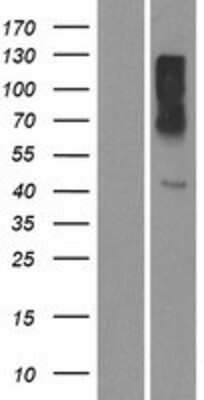 Western Blot: OR10X1 Overexpression Lysate (Adult Normal) [NBP2-08873] Left-Empty vector transfected control cell lysate (HEK293 cell lysate); Right -Over-expression Lysate for OR10X1.