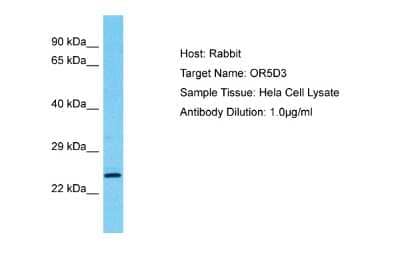 Host: Rabbit. Target Name: OR5D3. Sample Type: Hela Whole Cell lysates. Antibody Dilution: 1.0ug/ml