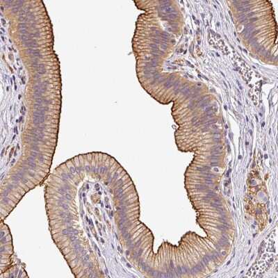 Immunohistochemistry OR11H4 Antibody - BSA Free