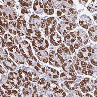Immunohistochemistry-Paraffin: OR13A1 Antibody [NBP2-31665] - Staining of human stomach, upper shows strong cytoplasmic positivity in glandular cells.