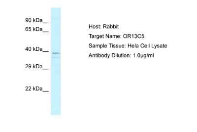 Western Blot: OR13C5 Antibody [NBP2-82295] - Host: Rabbit. Target Name: OR13C5. Sample Tissue: Human Hela Whole Cell. Antibody Dilution: 1ug/ml